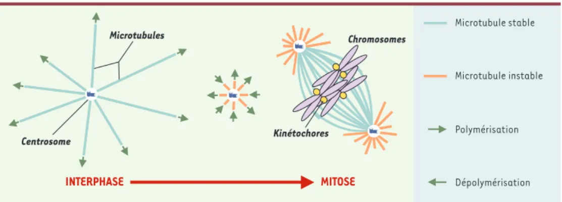 Figure 1. Restabilisation locale des microtubules autour de la chromatine en phase M. De gauche à droite : à la suite d’une déstabilisation du réseau global de microtubules en phase M, la chromatine (violet) induit une  resta-bilisation des polymères dans 