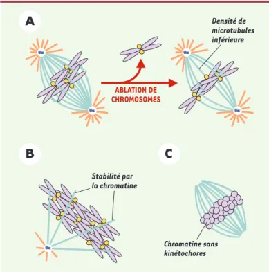 Figure 2. « Effet chromatine » durant l’assemblage du fuseau. A. L’ablation de chromosomes dans des cellules provoque une réduction de la quantité totale des microtubules du fuseau