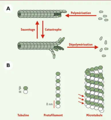 Figure 2.  Dynamique des microtubules. Les microtubules sont des polymères dynamiques qui oscillent entre des cycles de polymérisation et de  dépolyméri-sation, par ajout et perte de tubuline à leurs extrémités