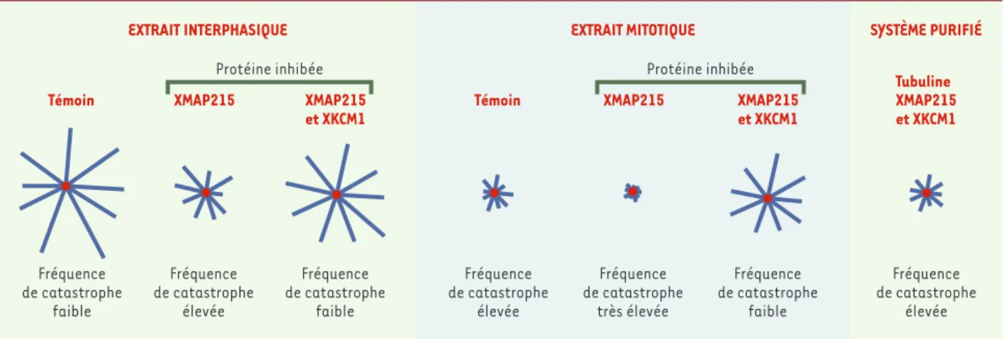 Figure 3. L’activité antagoniste de XMAP215 et XKCM1 module la dynamique des microtubules au cours du cycle cellulaire