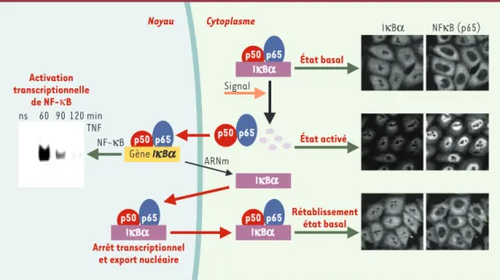 Figure 3. Transport nucléaire et régulation du facteur de transcription NF- κ B. Dans les cellules non stimulées, à l’état basal, le facteur de transcription NF- κ B (p50 et p65) est retenu sous une forme inactive dans le cytoplasme par son interaction ave