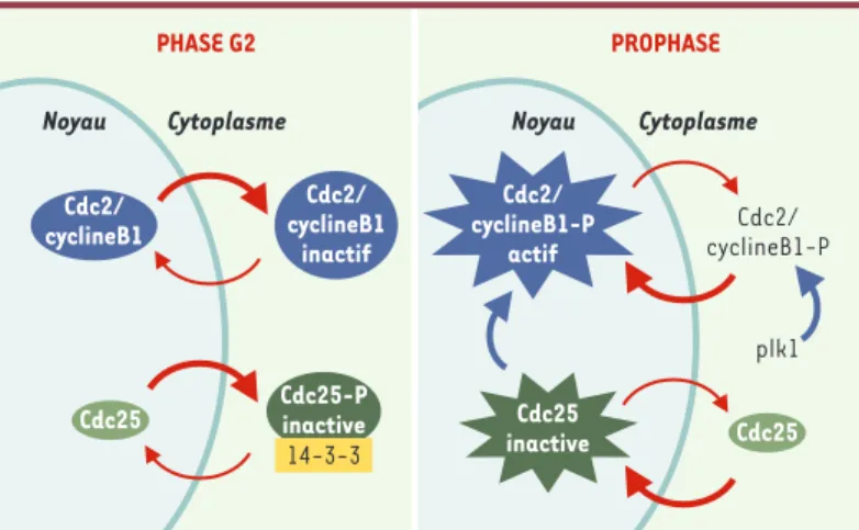 Figure 4. Répartition nucléocytoplasmique du complexe Cdc2-cycline B1 et de la phosphatase Cdc25 pendant la phase G2 et au cours de la prophase