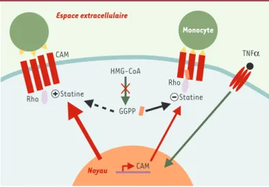 Figure 3. Mécanismes hypothétiques de l’effet des statines dans la cellule endothé- endothé-liale et de leurs conséquences sur l’adhérence des monocytes