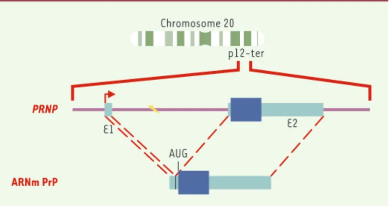 Figure 1. Du gène à la protéine. Le gène codant pour la PrP C est localisé sur le chromosome 20 humain au locus p12-pter
