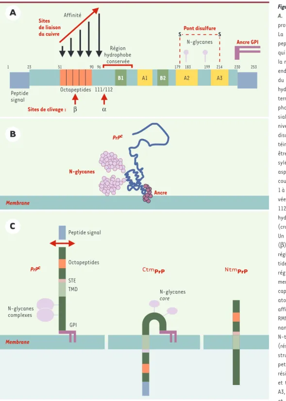 Figure 2. Structure de la PrP c .  A.  Structure primaire de la protéine prion chez l’homme.