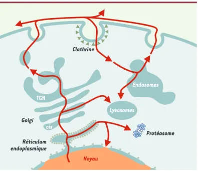 Figure 3. Cheminement cellulaire de la PrP. Après sa synthèse, la chaîne polypepti- polypepti-dique de la PrP C est transloquée dans le réticulum endoplasmique (RE).