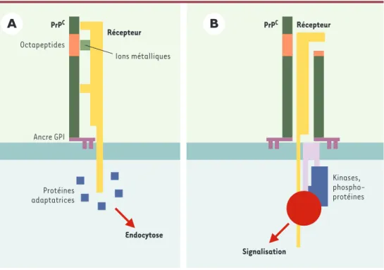 Figure 4. Interaction de la PrP avec d’autres protéines à la surface cellulaire. A. Endocytose