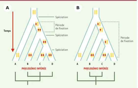 Figure 2. Impact sur la phylogénie inférée du temps de fixation d’un SINE dans un locus par rapport aux événements de spéciation