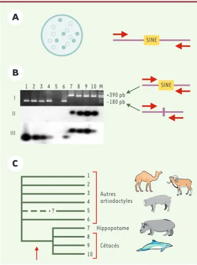 Figure 3. Différentes étapes de la méthode SINE. A. Construction d’une banque de gènes, criblage de la banque grâce à une sonde caractéristique de la famille de SINE étudiée, séquençage des clones positifs et définition d’amorces (représentées par des flèc