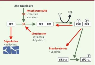 Figure 2.  Mécanisme d’action de la PKR et contrôle par des facteurs viraux.