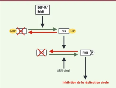 Figure 3. Effet de Ras sur la synthèse protéique. Cette figure résume quelques- quelques-unes des interactions fonctionnelles entre la voie de signalisation de Ras et le contrôle de la synthèse protéique via la PKR