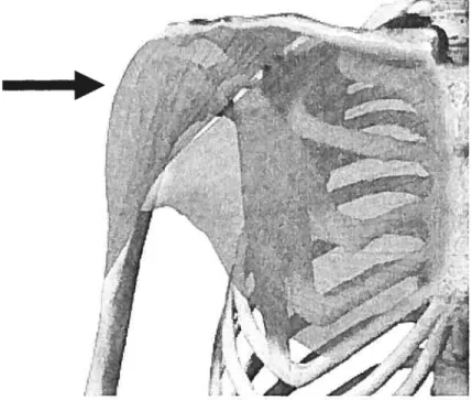 Figure IV: Example of muscle contraction shown by the deltoideus (above left) and the pectoralis major (below-right) on the shoulder joint causing the head of the humerus to compress the glenoid surface of the scapula.