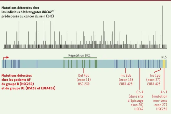 Figure 2. Représentation schématique de l’ADNc du gène BRCA2. BRCA2 code pour une protéine de 3418 aa