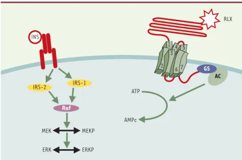 Figure 2. Comparaison des mécanismes d’action de l’insuline et de la relaxine. Bien que les deux hormones appartiennent à la même famille structurale, leurs récepteurs sont totalement  diffé-rents