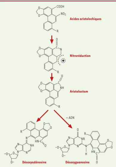 Figure 1. Métabolisme des acides aristolochiques  : activation métabolique en aristolactams et formation d’adduits de l’ADN