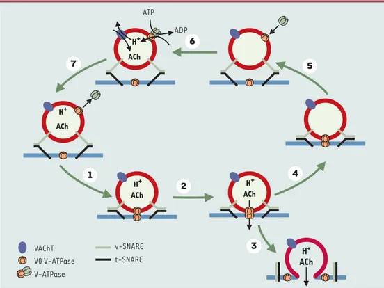 Figure 3. V-ATPase et libération de neuromédiateur (ici l’acétylcholine). La formation des complexes SNARE ancre la vésicule synaptique à la membrane présynaptique (étape 1)