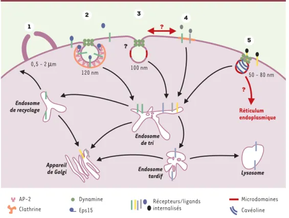 Figure 1. Les différentes voies d’endocytose. À côté de la voie de l’endocytose classique dépendante de la cla- cla-thrine (2), quatre voies d’endocytose indépendantes de la clacla-thrine peuvent être distinguées d’un point de vue  mor-phologique et molécu
