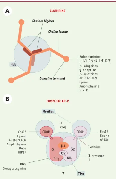 Figure 2. Complexe AP-2 et clathrine: structure/fonction. A.Organisation structurale du triskèle de clathrine