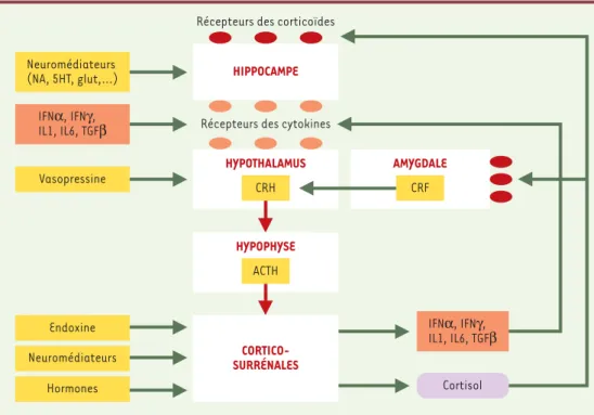 Figure 1. Représentation schématique des interventions des cytokines dans le fonctionnement de l’axe du stress.