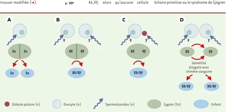 Figure 1. Mosaïques et chimères. A. Jumeaux monozygotes. B. Fusion de deux zygotes pour former un seul individu, éventuellement hermaphrodite si les deux spermatozoïdes ont un gonosome différent (d’où un seul œuf avec 2 garnitures gonosomiques XX et XY)