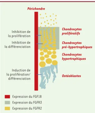 Figure 1. Expression et rôle du FGF18 dans les cartilages de croissance. FGF18, exprimé dans le périchondre, contrôle  néga-tivement la prolifération et la différenciation des chondrocytes en se liant au FGFR3