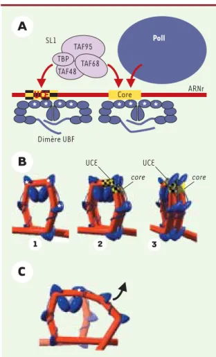 Figure 1. Rôle d’UBF dans l’assemblage du complexe d’initiation de la polymérase I sur les gènes  riboso-miques