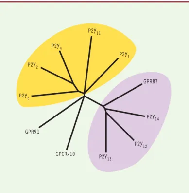 Figure 2. Arbre phylogénétique des récepteurs P2Y. Cet arbre a été construit en utilisant le programme TreeView, après alignement des séquences en acides aminés des récepteurs P2Y humains authentiques à l’aide de l’algorithme  Clus-talX