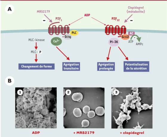 Figure 3. Rôle des récepteurs P2Y 1 et P2Y 12 dans l’agrégation plaquettaire. A. Le récepteur P2Y 1 est responsable de la mobilisation des stocks internes de calcium, du changement de forme des plaquettes et d’une agrégation transitoire lors de la stimulat