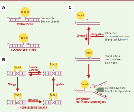 Figure 1. Les topo-isomérases eucaryotes et procaryotes. A. La topo IA des organismes procaryotes forme une liaison avec l’extrémité 5’ de l’ADN coupé tandis que la topo IB des organismes eucaryotes et des virus se fixe sur l’extrémité 3’ de l’ADN coupé