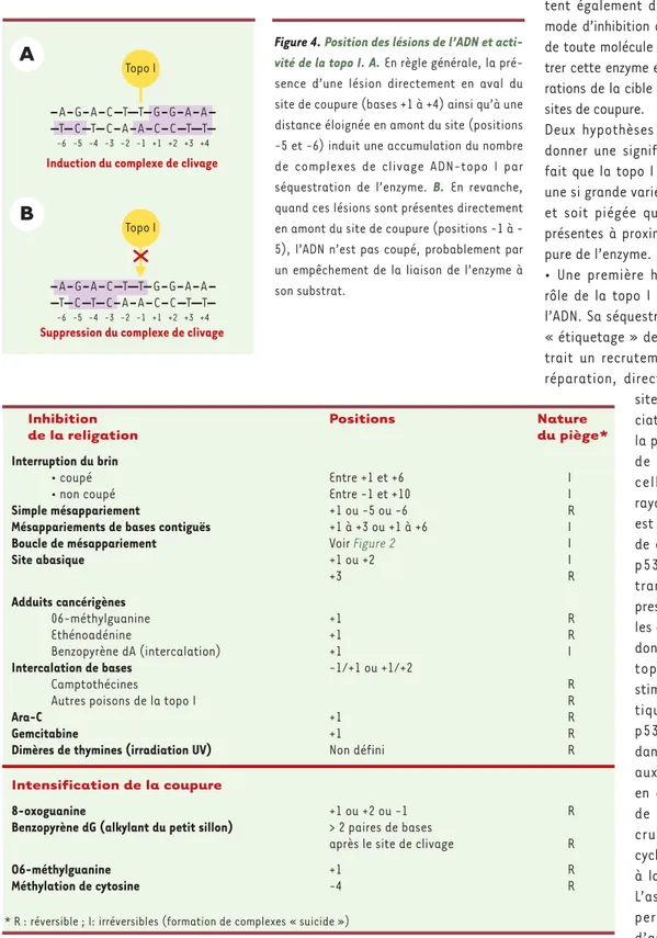 Tableau I. Classification des lésions de l’ADN en fonction de leur effet sur l’ADN topo-isomérase I.