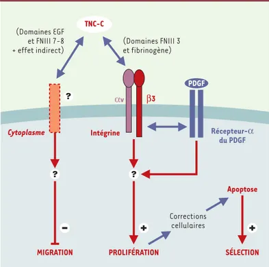 Figure 3. Modélisation des voies de signalisation impliquant la TN-C dans le com- com-portement des précurseurs oligodendrocytaires.