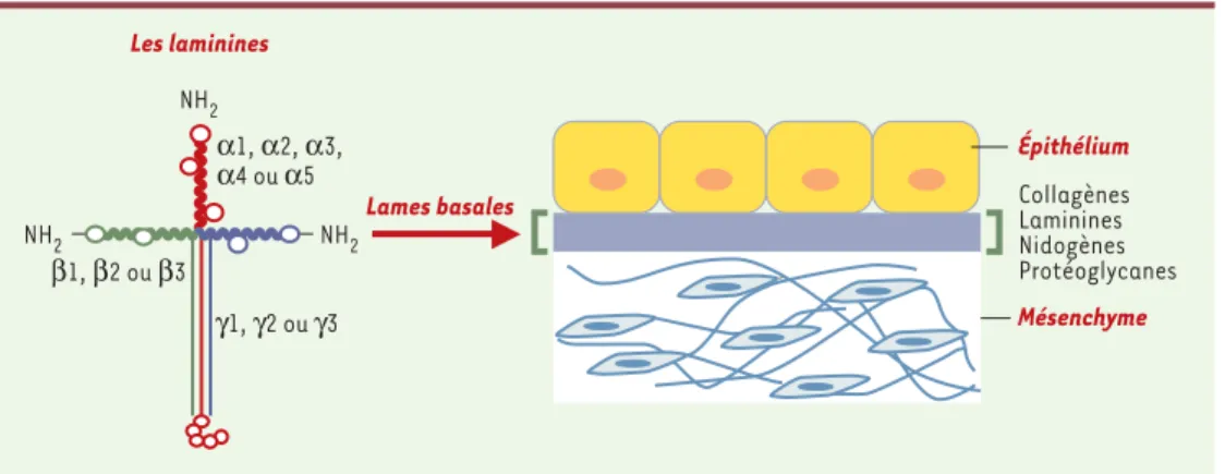 Figure 1. Illustration schématique de la structure des lames basales. Les membres de la famille des laminines sont des constituants majeurs des lames basales, fins feuillets de matrice extracellulaire au contact des cellules ou localisés à l’interface entr