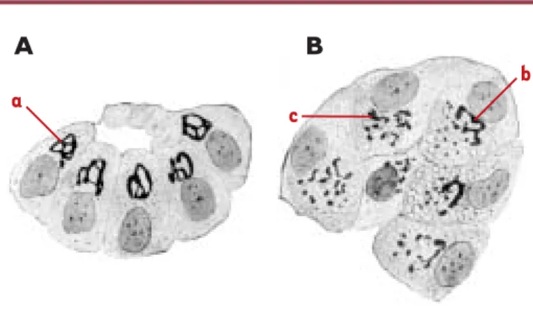 Figure 1. Appareil de Golgi observé en microscopie optique dans les cellules du pancréas exocrine de jeune lapin