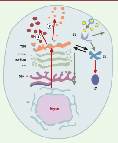 Figure 4. Schéma des compartiments cellulaires impliqués dans les voies de biosyn- biosyn-thèse-exocytose et d’endocytose