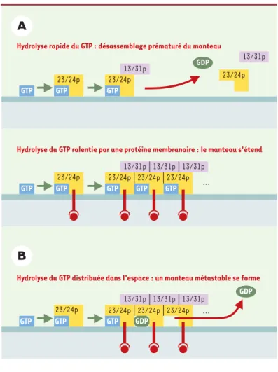 Figure 2. Deux modèles alternatifs mais non exclusifs de l’hy- l’hy-drolyse du GTP au sein d’un manteau COP