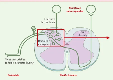 Figure 1. Schéma des relais de la couleur. Les informations « nociceptives », transmises vers leur premier relais central, la corne dorsale de la moelle épinière, par des neurones sensoriels dont l’axone de faible diamètre est peu (A∂) ou pas myélinisé (C)