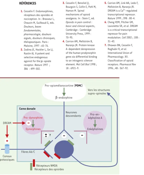 Figure 2. Régulation de la transmission des messages nociceptifs. Les enképhalines (dérivées de la pro-enképhaline A), synthétisées dans des interneurones spinaux et, dans une bien moindre mesure, la β-endorphine (issue de la pro-opiomélanocortine : POMC),