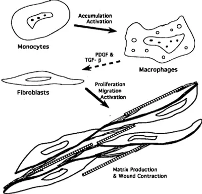 Figure 4 Initiation de la  fibroplasie par les  macrophages activés.  Source: Clark,  1993  Monocytes  Accumulation Activation - .