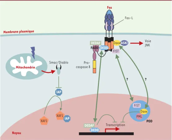 Figure 6. Le dialogue cytoplasme-noyau. Un nombre croissant de protéines réglant la mort de la cellule et possé- possé-dant la particularité d’avoir une double localisation (cytoplasmique et nucléaire) ont été décrites