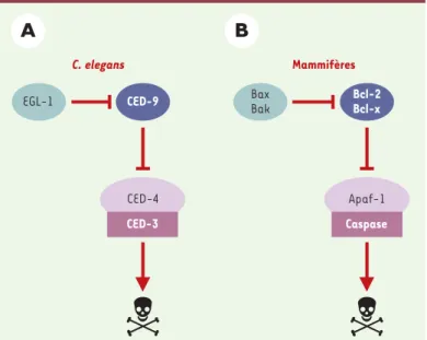 Figure 1. Les protéines essentielles au programme de mort cellulaire chez C. ele- ele-gans et chez les mammifères