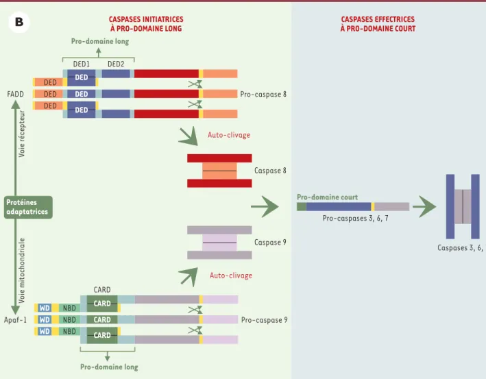 Figure 2B. Exemple d’activation séquentielle des caspases. Les pro-caspases initiatrices possédant un long pro-domaine (pro-caspase 8 ou 9) s’auto-clivent à la suite de leur interaction avec des protéines adaptatrices possédant des motifs identiques (DED o