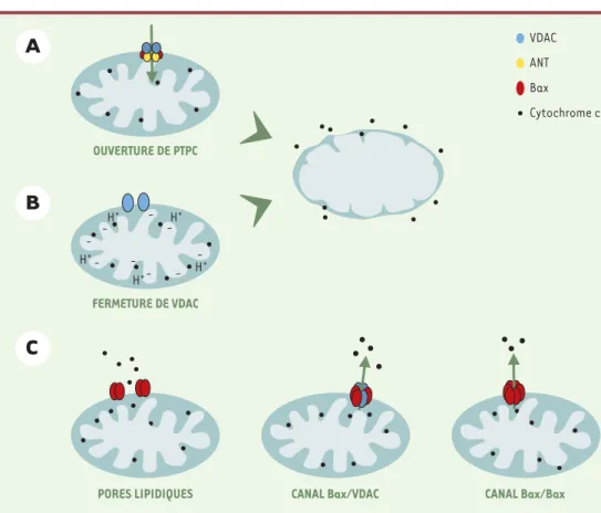 Figure 3. Modèles possibles de libération des SIMP (soluble inter membrane mtichondrial proteins) de l’espace intermembranaire vers le cytosol