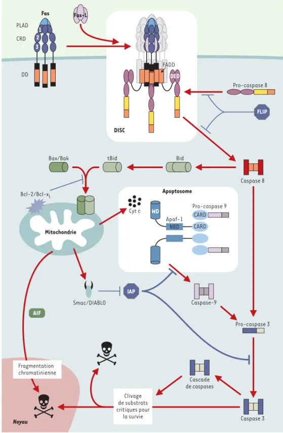 Figure 4. Schéma général réprésentant les deux voies principales de déclenchement de la mort cellulaire