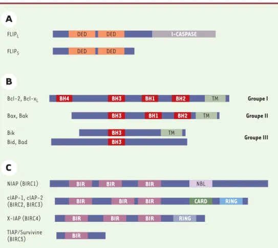 Figure 5. Trois classes principales de régulateurs de la mort cellulaire. FLIP (FADD-like ICE inhibitory proteins) (A), les membres pro- ou anti-apoptotiques de la famille Bcl-2 (B), et les IAP (inhibitor of apoptosis proteins)  (C)