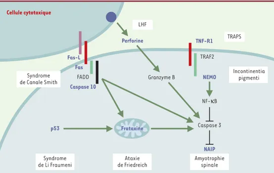 Figure 1. Mutations germinales des gènes impliqués dans le contrôle de la mort cellulaire