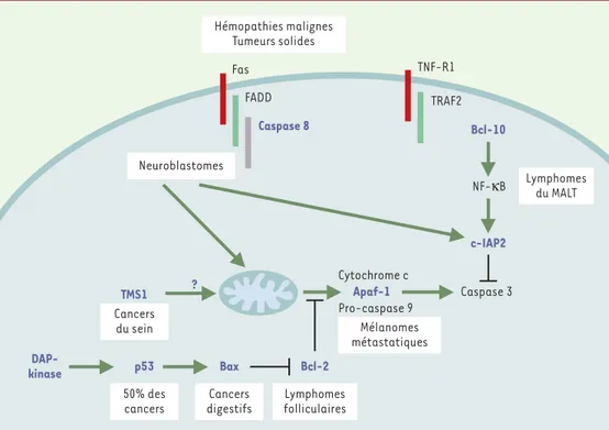 Figure 2. Mutations somatiques des gènes impliqués dans le contrôle de la mort cellulaire dans les tumeurs humaines.