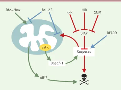 Figure 1. Modèle d’action des molécules impliquées dans le programme de mort cellulaire chez la drosophile