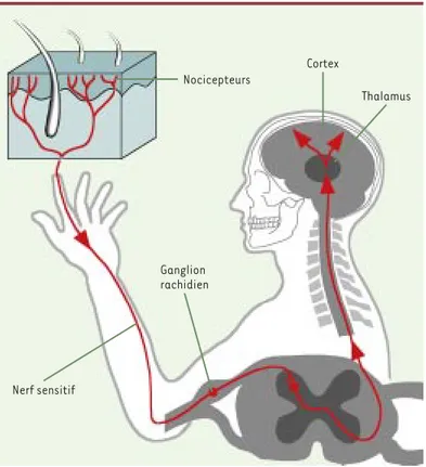 Figure 1. Représentation schématique des voies de la nociception. Les termi- termi-naisons sensorielles réparties dans l’enveloppe cutanée, les viscères et les muscles reçoivent les stimulus douloureux et les transforment en potentiels d’action