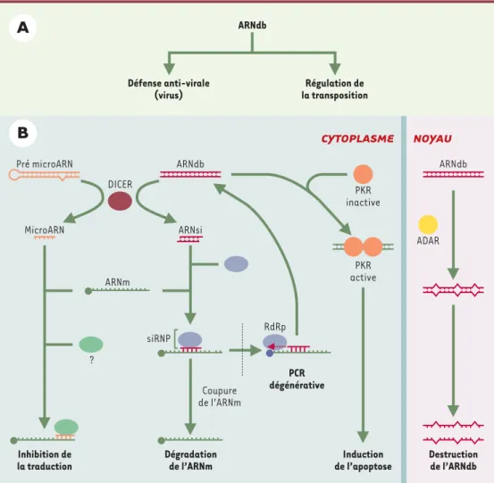 Figure 1. A. ARN double brin (ARNdb) cellulaires dans les cellules mammifères. B. Métabolisme des ARNdb et microARN : modèles de la réaction d’ARN interférence (ARNi)