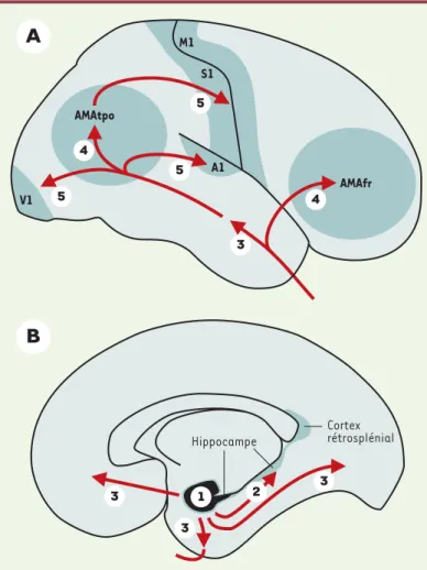 Figure 2. Représentation schématique de la progression de la pathologie neurofi- neurofi-brillaire dans le cortex cérébral